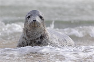 Grey seal (Halichoerus grypus) Young animal playing in the water