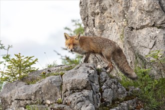 Red fox (Vulpes vulpes) stands on rocks