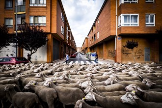 Large flock of sheep transits through the streets of the city of Soria during the transhumance