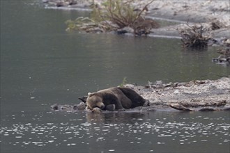 Sleeping Kamchatka brown bear (Ursus arctos beringianus)