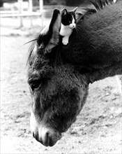 Cat sitting on donkey's head