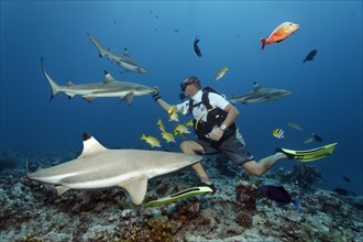 Diver with Blacktip reef sharks (Carcharhinus melanopterus)