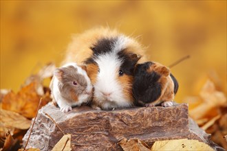 CH-Teddy guinea pigs