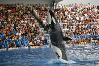 Killer whale (Orcinus orca) in jump