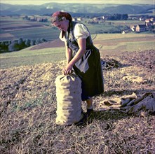 Woman harvests potatoes and collects them in a jute bag