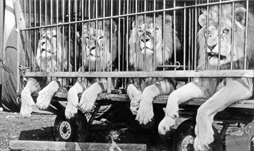 Four lions in the cage of a circus