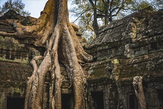 Huge roots of a tree (Tetrameles nudiflora) overgrowning ruins of Ta Prohm temple