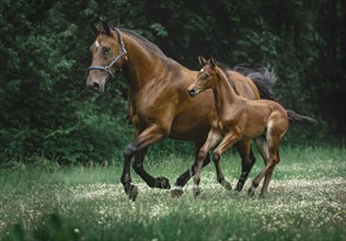 Brown foal galloping next to mother mare in a meadow