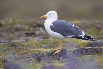 Lesser Black-backed Gull (Larus fuscus graellsii)