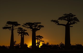 Grandidier's Baobab (Adansonia grandidieri) at Baobab Avenue in the sunset