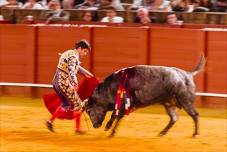 Racing bull with matador