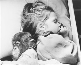 Little chimpanzee sleeps with girl