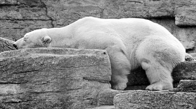 Polar bear sleeps with head on stone