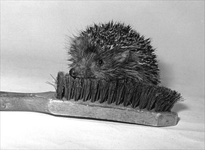 Hedgehog lies on a brush