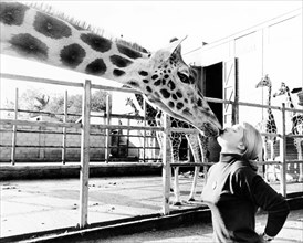 Giraffe kissing woman