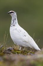 Icelandic Rock Ptarmigan (Lagopus lagopus islandorum)