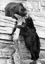 Two bears fighting at the wall