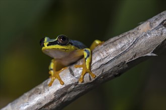 Blue-Back Reed Frog (Heterixalus madagascariensis) sits on branch