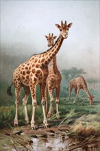 Historical image of Rothschild's giraffe (Giraffa camelopardalis rothschildi)