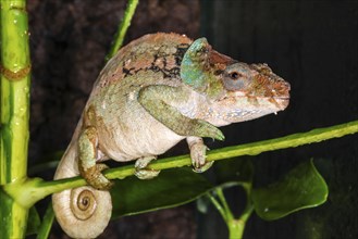 Malthe's chameleon (Calumma malthe) in terrarium