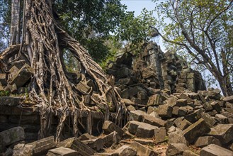 Tree-rooted Khmer Temple Ruin