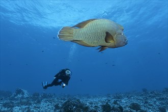 Diver watches Humphead Wrasse (Cheilinus undulatus) swims over coral reef
