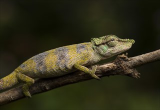 Chameleon (Calumma falax)