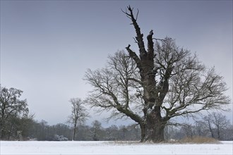 650 years old English oak (Quercus robur) in winter