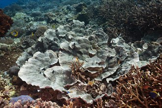 Large polyp stone coral (Echinopora pacificus)