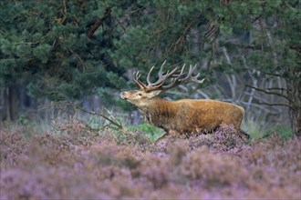 Red deer (Cervus elaphus) runs between Heathers (Calluna vulgaris) at the edge of the forest