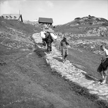 Man leads a stone path down a fully packed donkey from an alpine pasture