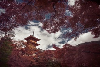Sanjunoto pagoda of Kiyomizu-dera Buddhist temple in a autumn behind maple trees