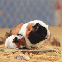 English Crested guinea pigs