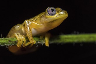 Reedfrog species (Heterixalus punctatus)