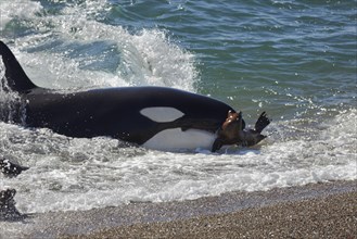 Orca (Orcinus orca) attacking sea lion pups (Otaria flavescens) at the beach