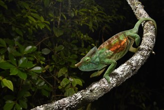 Chameleon (Calumma parsonii cristifer) in the rainforests of Andasibe