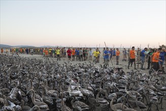 Volunteers at the Laguna de Fuente de Piedra have captured immature Greater Flamingos (Phoenicopterus roseus) which will be ringed and go through a medical check