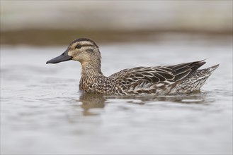 Garganey (Anas querquedula)