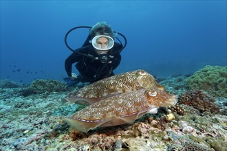 Diver observes couple Broadclub Cuttlefishes (Sepia latimanus)