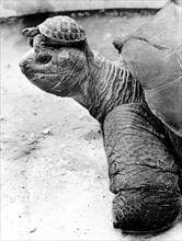 Turtle with small turtle on its head