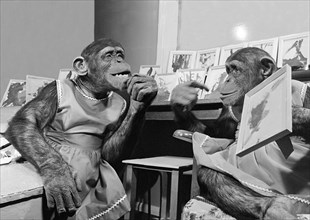 Two chimpanzees as artists