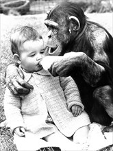 Chimpanzee feeds baby with milk from the bottle