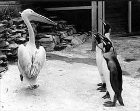 Pelican and four penguins