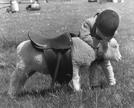 Child tries to ride with a saddle on a sheep