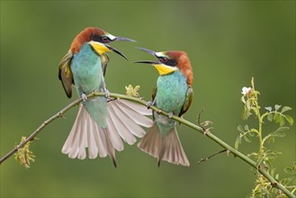 Bee-eater (Merops apiaster) fighting couple