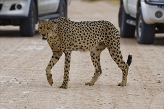 Cheetah (Acinonyx jubatus)