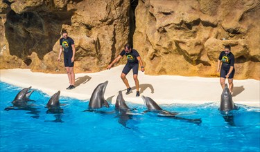 Bottlenose dolphins (Tursiops truncatus) with animal trainers at Dolphin Show