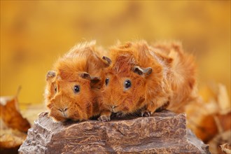 Two rosette guinea pigs on stone