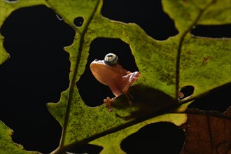 Frog (Boophis pyrrhus) on leaf