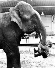 Boy hangs on elephant's trunk